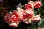 Jet Set rose photo