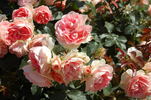 Jet Set rose photo