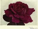 Marquise Litta rose photo