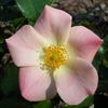 Sophisticate rose photo