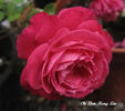 Chi Dan Hong Xin rose photo