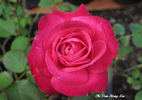 Chi Dan Hong Xin rose photo