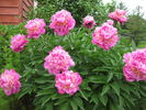 Feather Top peony photo