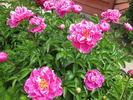Cincinnati peony photo