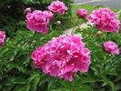 Cincinnati peony photo