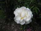 Gardenia peony photo