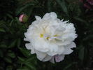 Gardenia peony photo