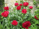 Dad peony photo
