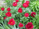 Dad peony photo