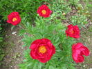 Dad peony photo