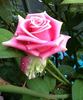 Rosita Vendela rose photo