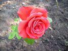 Festival rose photo
