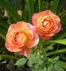 ABDXCHT rose photo