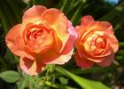 ABDXCHT rose photo