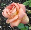 Fantan rose photo