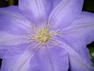Ken Donson clematis photo