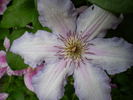 Ekstra clematis photo