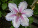 Ekstra clematis photo