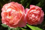 ABDXCHT rose photo