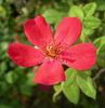 CHXPB rose photo
