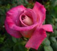 Twilight Zone rose photo