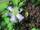 Prince Charles clematis photo