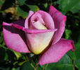 Twilight Zone rose photo