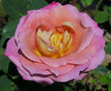 Twilight Zone rose photo