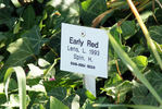 Early Red rose photo