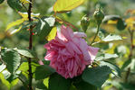 Madame d'Enfert rose photo