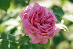 Madame d'Enfert rose photo