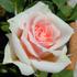 Sayokyoku rose photo
