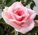 Sayokyoku rose photo