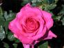 Big Time rose photo