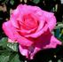 Big Time rose photo