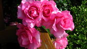 Fortitude rose photo