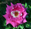 Margarete Fuchs rose photo
