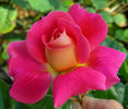 Miss Behavin'™ rose photo