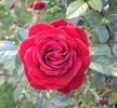 Daniela Kordana rose photo