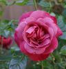 We Salute You ™ rose photo