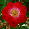 Little Buckaroo rose photo