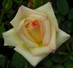 Pasadena Star rose photo
