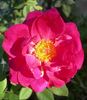 LATORXSL rose photo