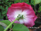 Chi Dan Hong Xin rose photo