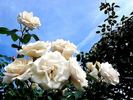 Armorique Nirpaysage rose photo