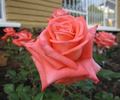 Vera Johns ® rose photo
