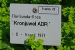 Kronjuwel ® rose photo