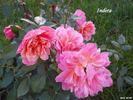 Indira rose photo