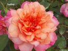 Indira rose photo