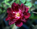 Purple Buttons rose photo